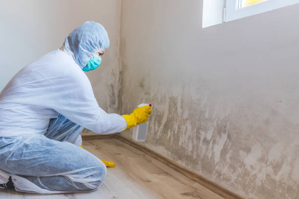 Professional Mold Inspection, Removal & Remediation in Combine, TX